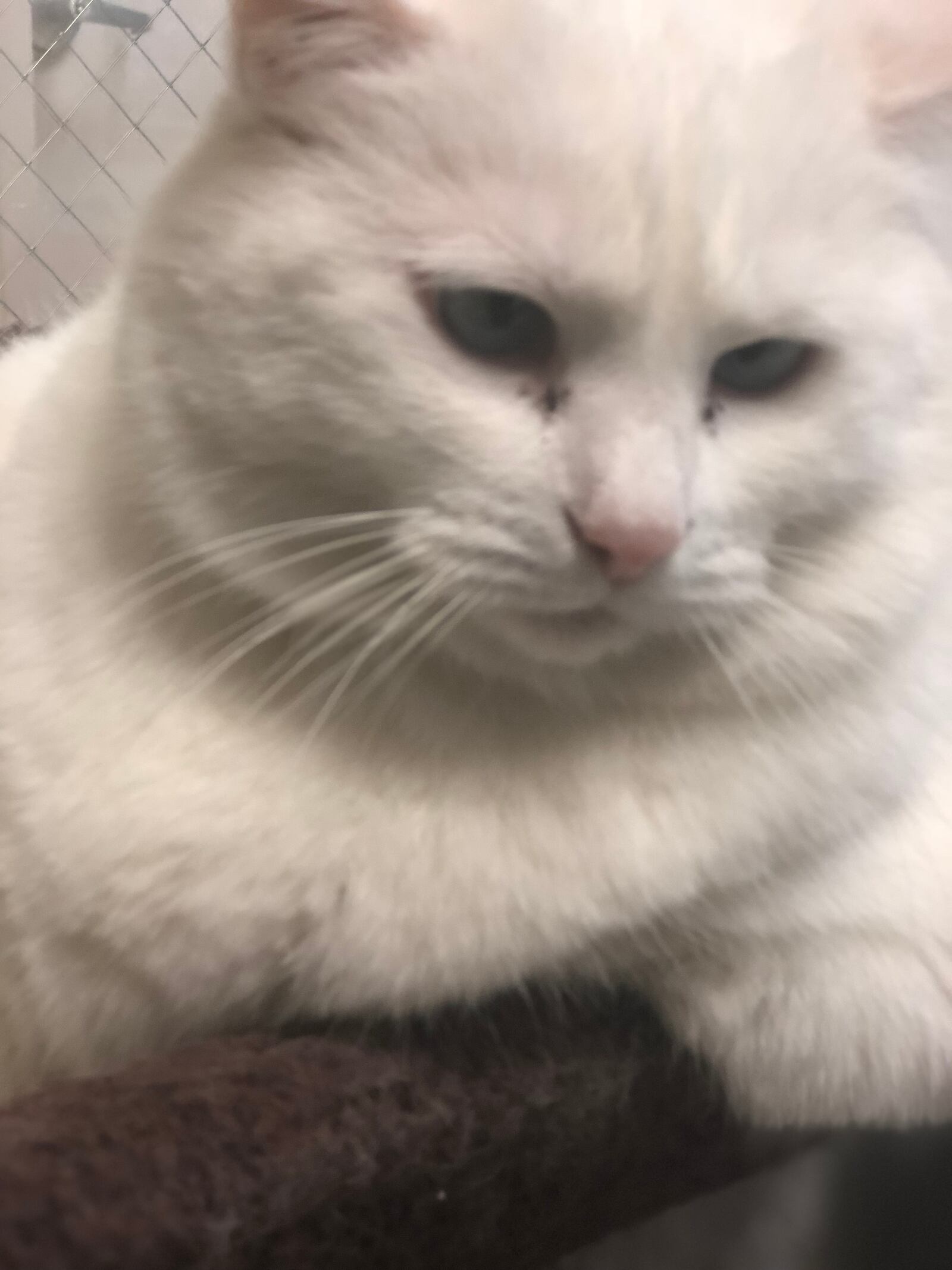 Princess Powderpuff is up for adoption at SICSA Pet Adoption Center. The white cat is 19 pounds and has blue crossed eyes.