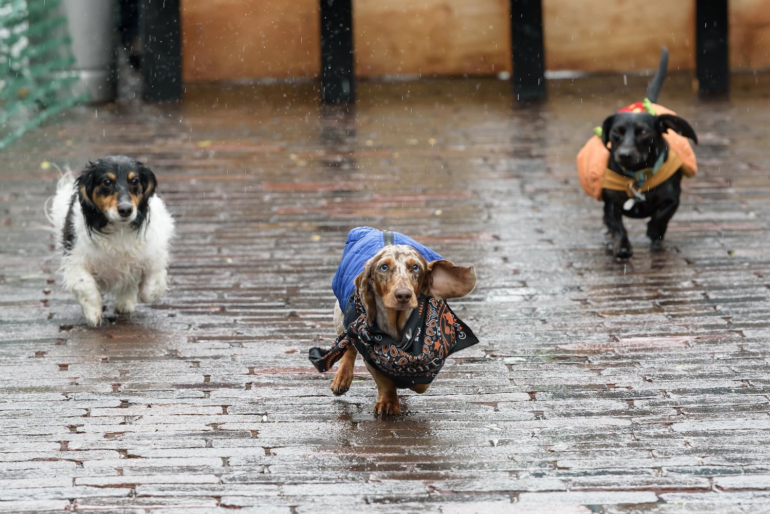 PHOTOS: 2025 Derby Day wiener dog races in the Oregon District