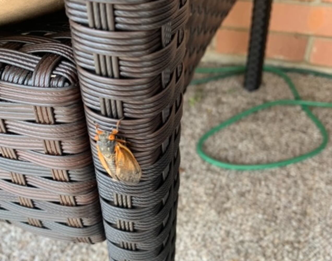 Cicadas Springfield