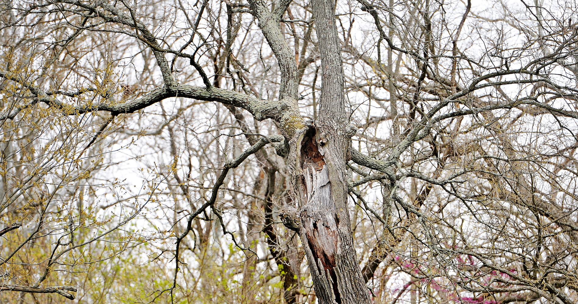 Owl, her babies delight bird watchers