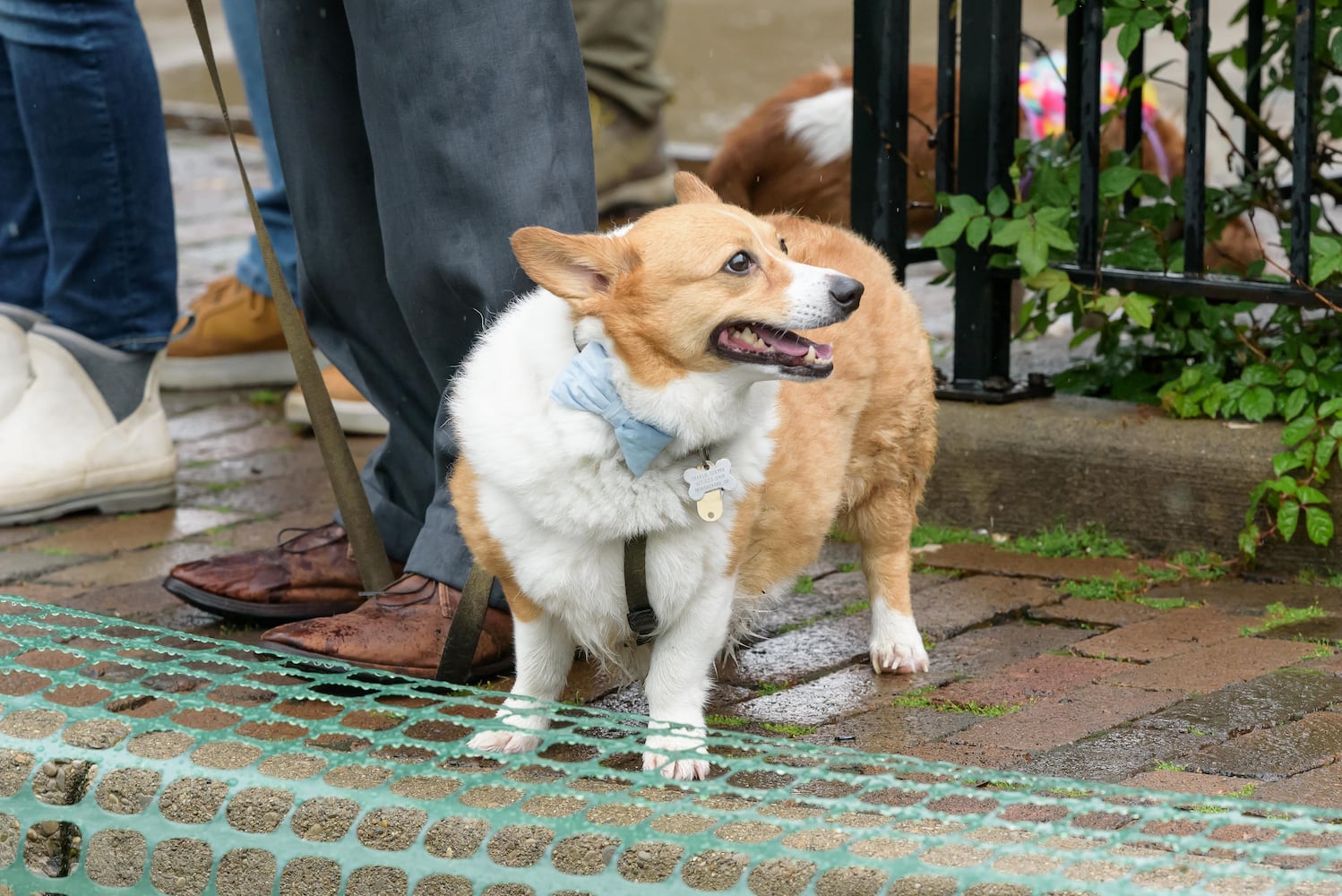 PHOTOS: 2025 Derby Day wiener dog races in the Oregon District