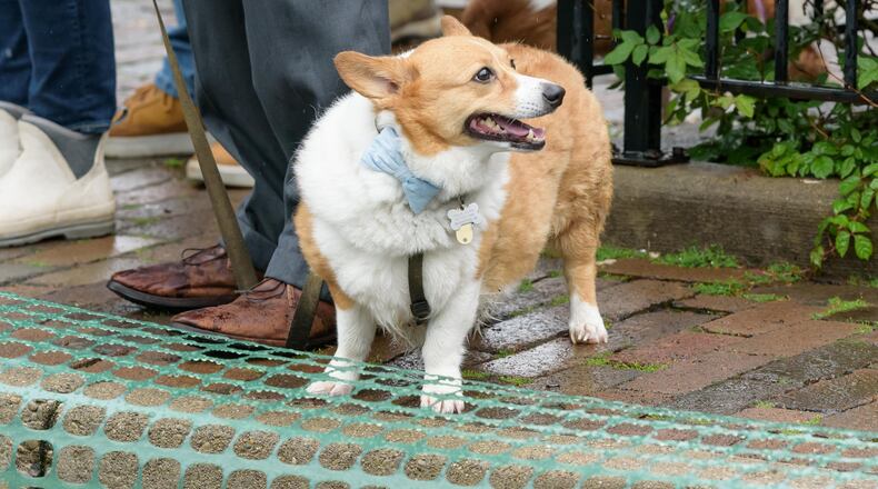 Despite the rainy weather, The Oregon District’s 7th annual Derby Day Running of the Wieners happened on Saturday, May 3, 2025. Hosted by The Oregon District Business Association, proceeds from the wiener dog race registration fee went to benefit the Human Society of Greater Dayton and Miami Valley Pit Crew. TOM GILLIAM / CONTRIBUTING PHOTOGRAPHER