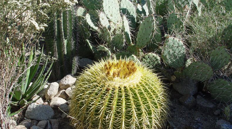 This golden barrel cactus is protected from the adjacent plants with regular pruning to prevent interference. (Maureen Gilmer/TNS)