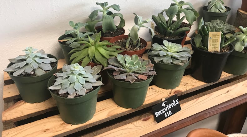 Succulents are adorable AND nearly indestructible -- in other words, win-win. Get them at Luna Gifts & Botanicals in the Oregon District. PHOTO / Tess Vella-Collette