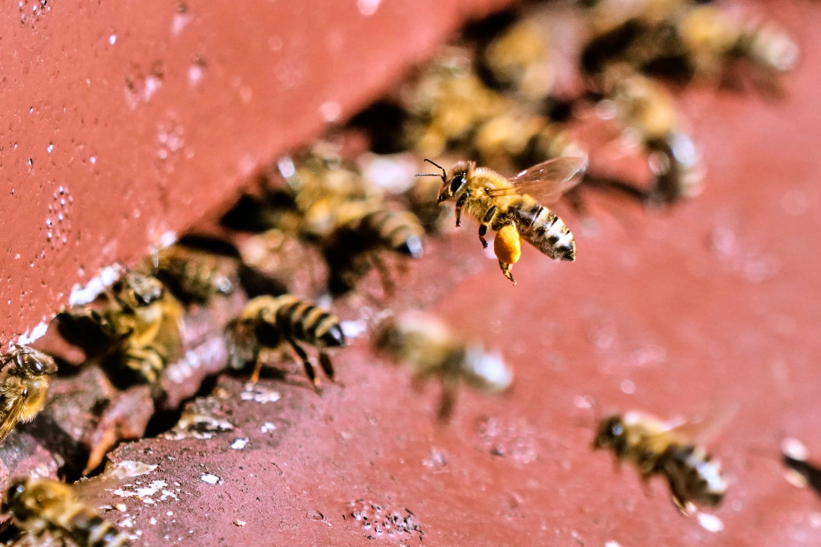 Honey bees are pictured in a beehive in Wehrheim near Frankfurt, Germany, on the "world bee day" on Tuesday, May 20, 2025. (AP Photo/Michael Probst)