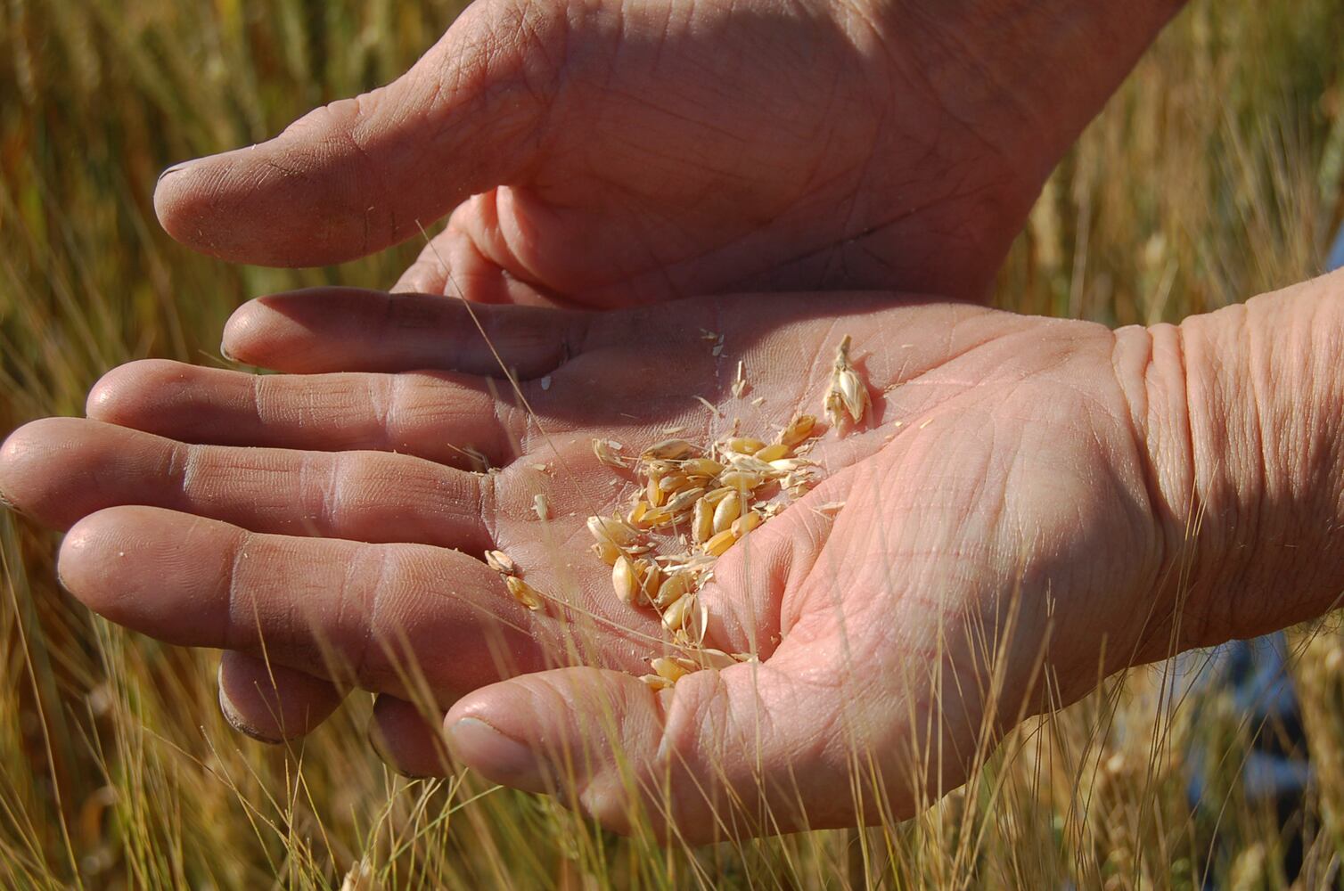 8 most common food allergens: Wheat