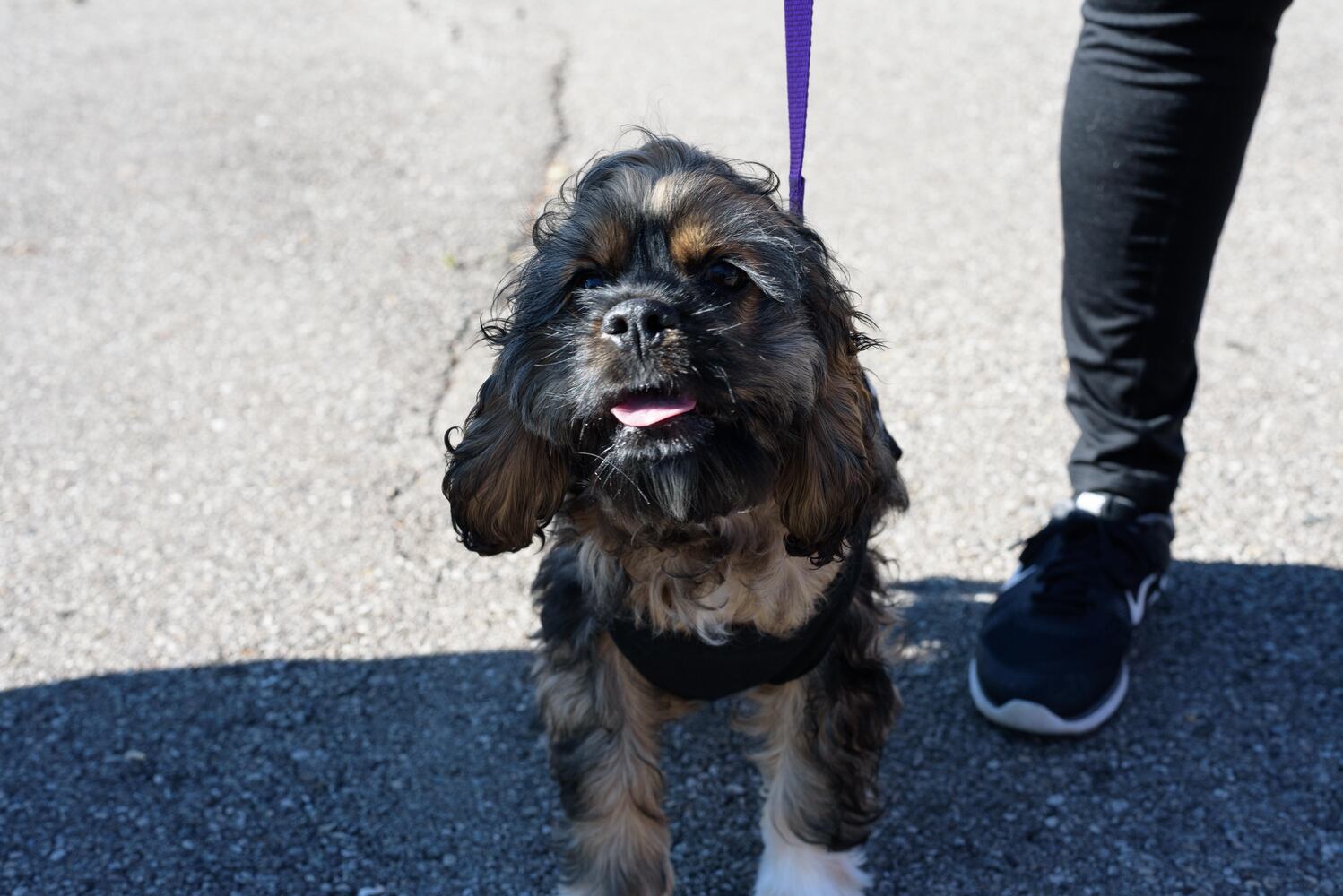 PHOTOS: Did we spot you and your dog at Wag-O-Ween at the Kettering Recreation Center?