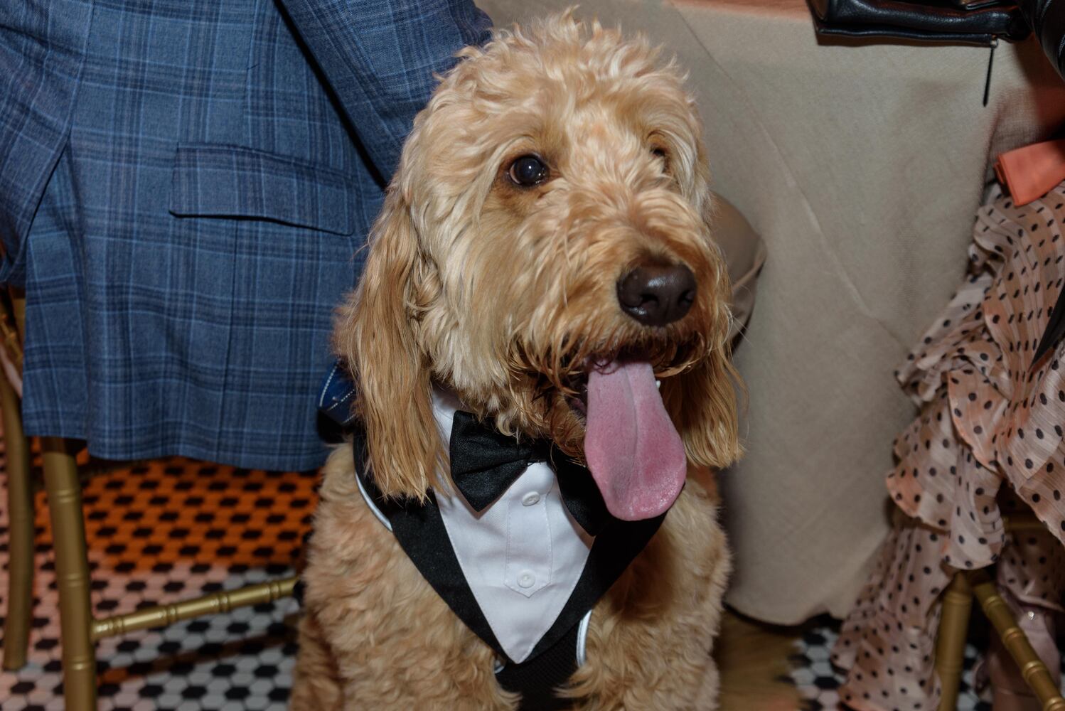 PHOTOS: Did we spot you at the Pet Afflaire Gala at the Dayton Arcade?