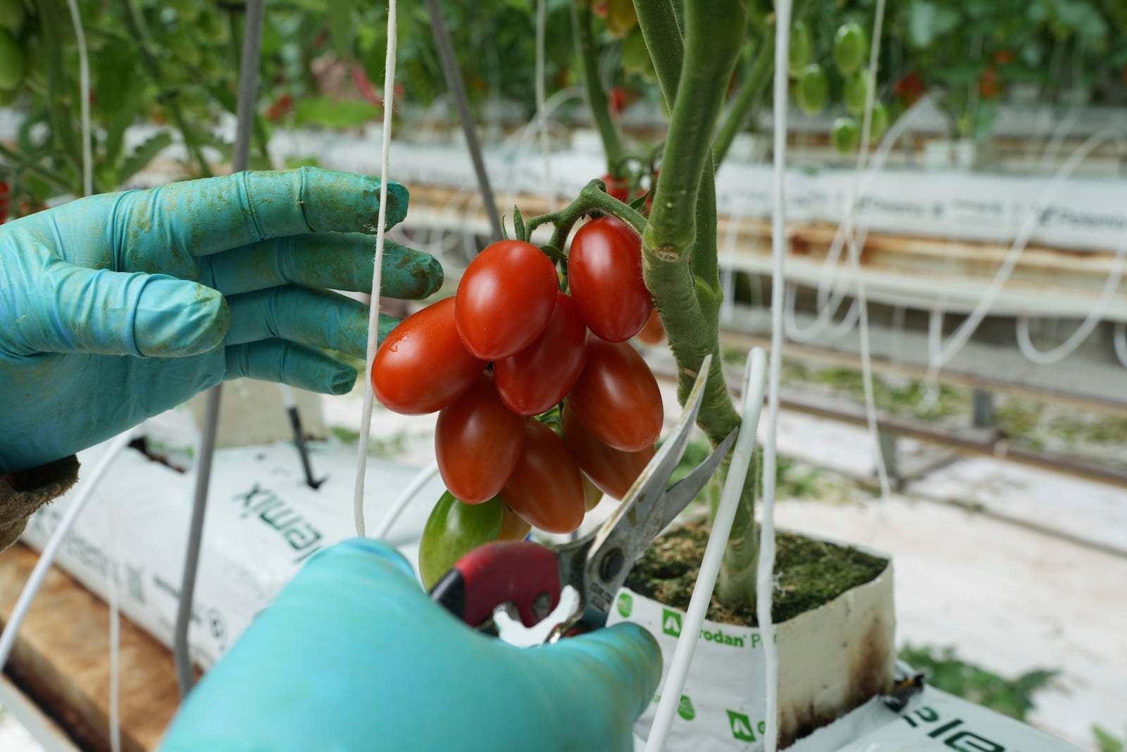 A worker prunes plants inside a greenhouse at the Veggy Prime tomato farm, which exports to the United States, in Ajuchitlan, Mexico, Wednesday, July 23, 2025. (AP Photo/Marco Ugarte)