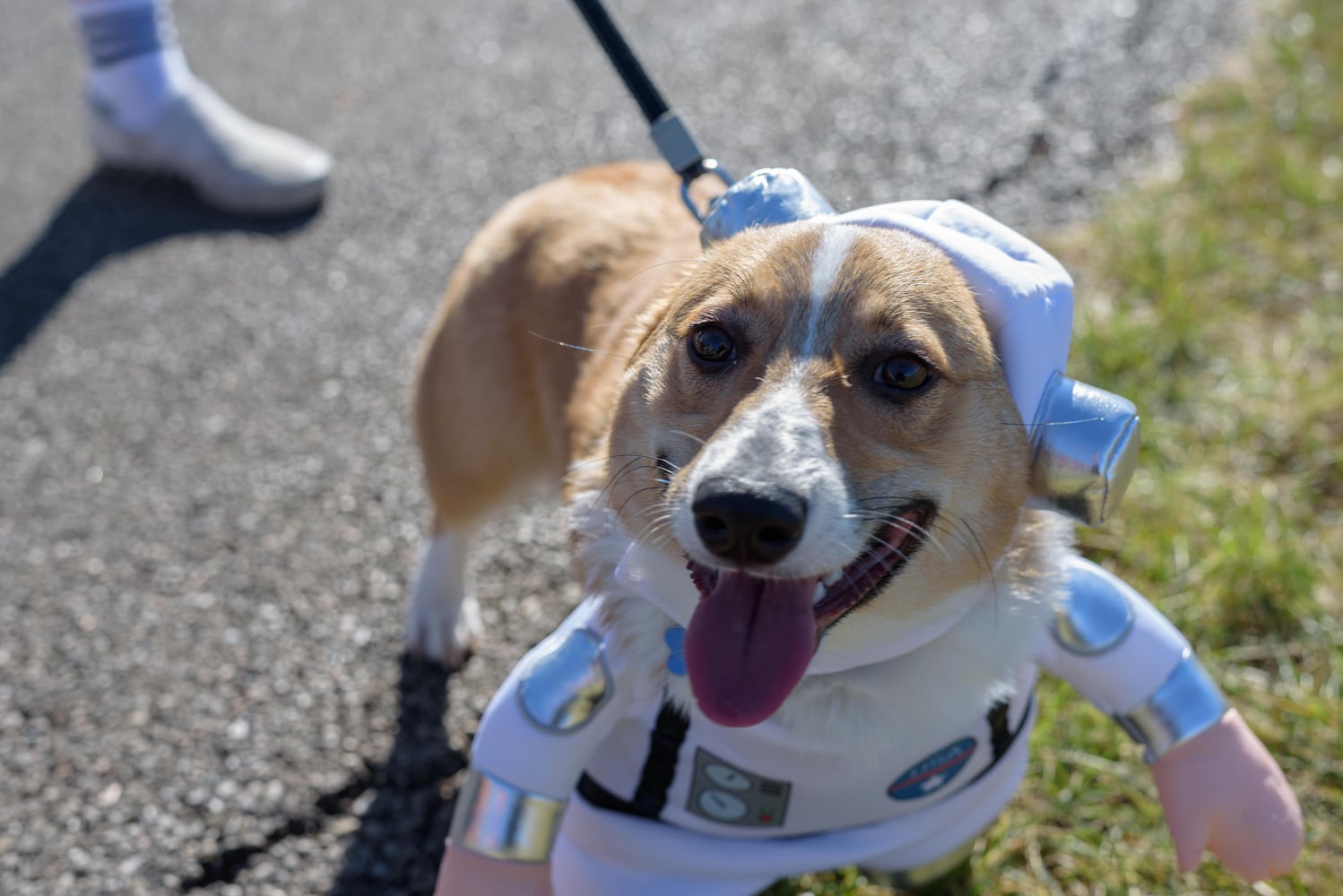 PHOTOS: Did we spot you and your dog at Wag-O-Ween at the Kettering Recreation Center?