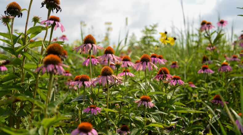 Vibrant red, orange and yellow wildflowers are in full bloom in Huffman Prairie, Wright-Patterson Air Force Base, Ohio, July 20, 2022. Huffman Prairie is home to more than 300 species of wildflowers and is the largest natural tall-grass prairie in Ohio. (U.S. Air Force photo by Matthew Clouse)