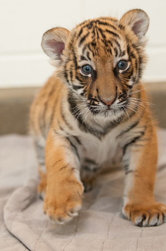 PHOTOS: Fall in love with Cincinnati Zoo babies