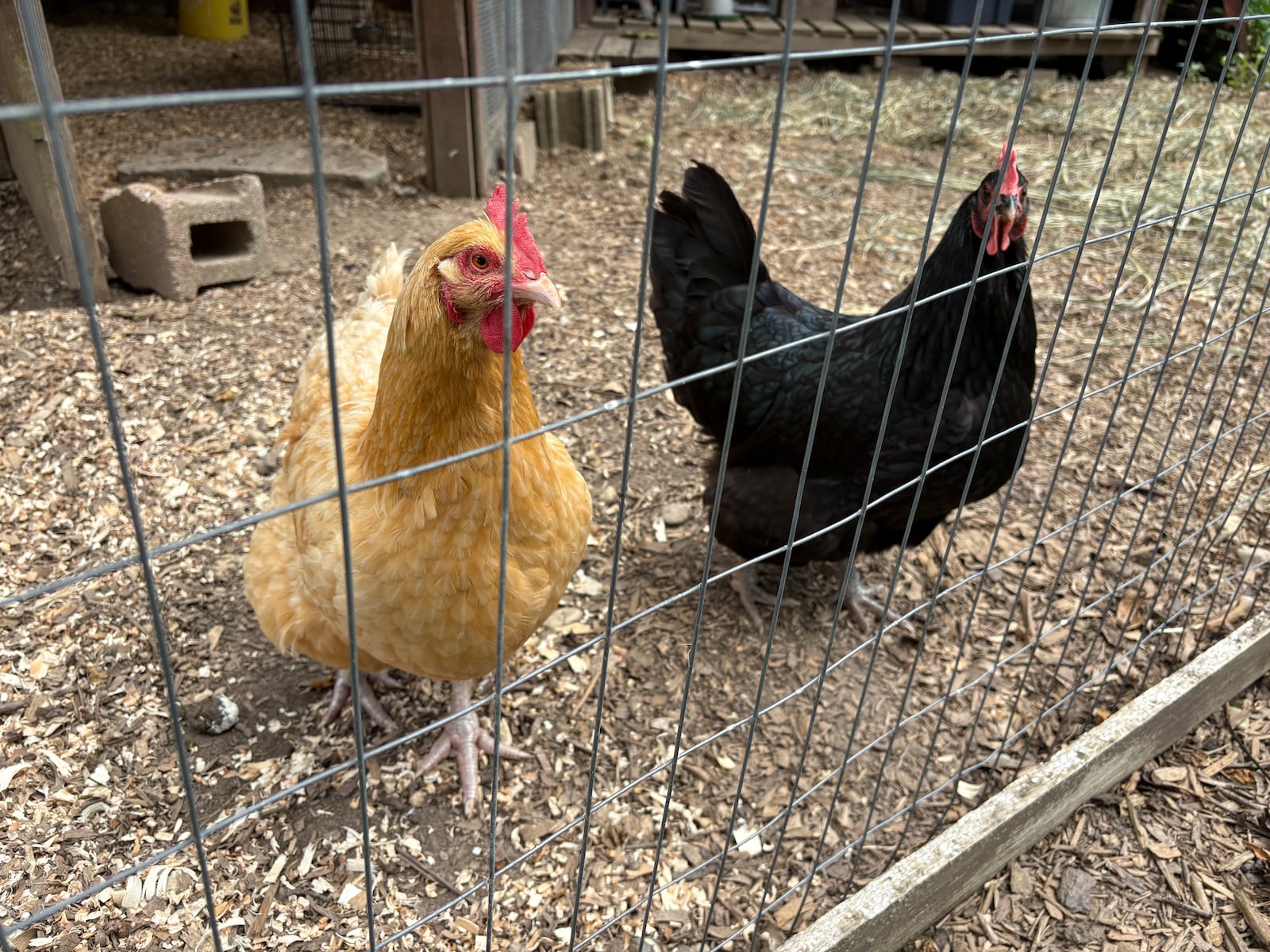 Hens Padme, left, and Oreo await a treat of greens from owner Molly Lucas at their Walnut Street home on Tuesday, Aug. 5, 2025, in Lebanon. jEN BALDUF/STAFF