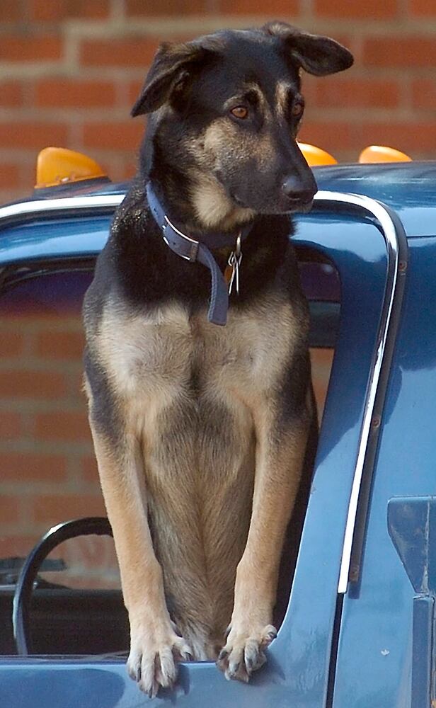News hounds (7/16/15)