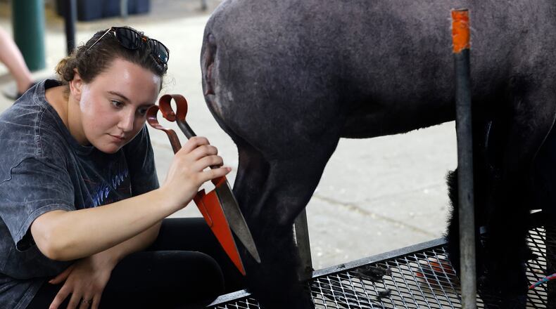 Kylie Mueller of Xenia does a little sheep grooming Tuesday, July 30, 2024 at the Greene County Fair. MARSHALL GORBY\STAFF