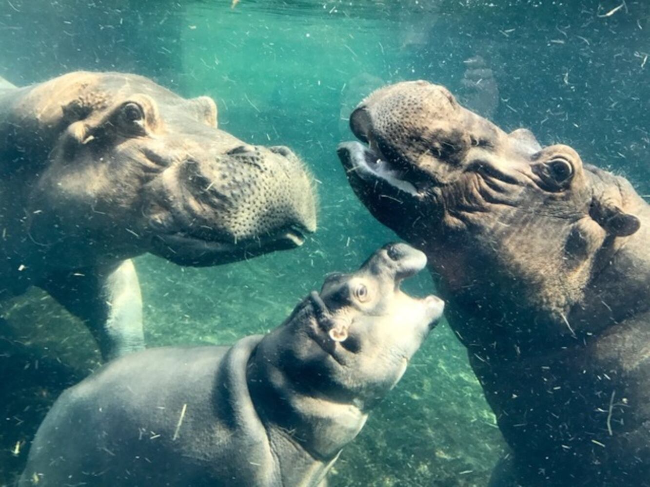 Hippos