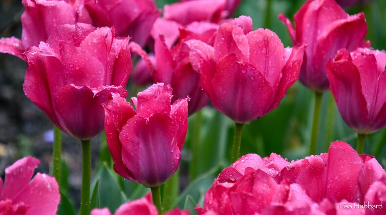 Zoo Blooms at Cincinnati Zoo & Botanical Garden will run through April 30. The annual display features more than 100,000 brightly colored tulips. CONTRIBUTED