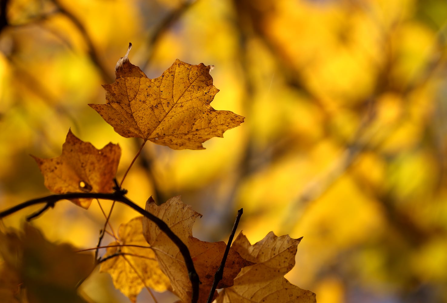 PHOTOS: New hiking trails at Germantown MetroPark explore a landscape of beauty