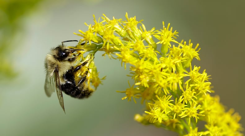 A bee hangs onto a stem of goldenrod as it collects pollen. (AP Photo/Jacqueline Larma, File)