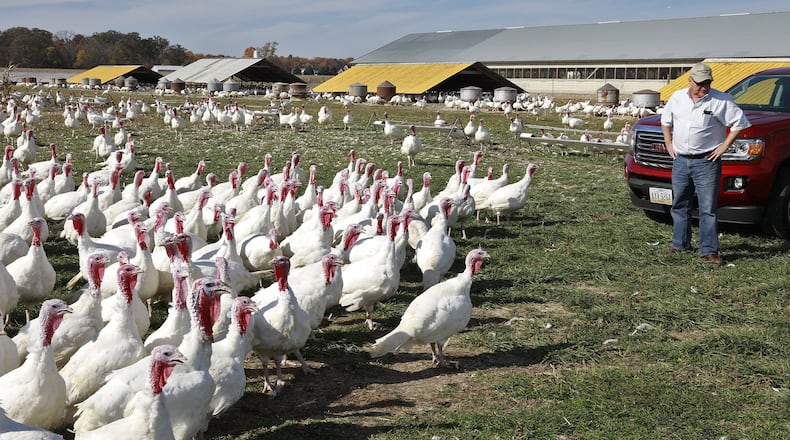 A 2016 photo shows Carl Bowman in a field of free range turkeys at the Bowman & Landes Turkey Farm in Miami County. Bill Lackey/Staff