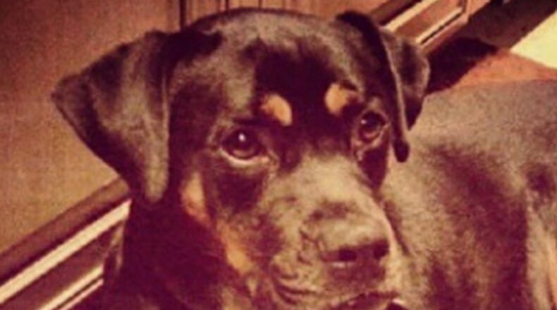 Big beautiful Bruno. JENNY LEWIS / CONTRIBUTED