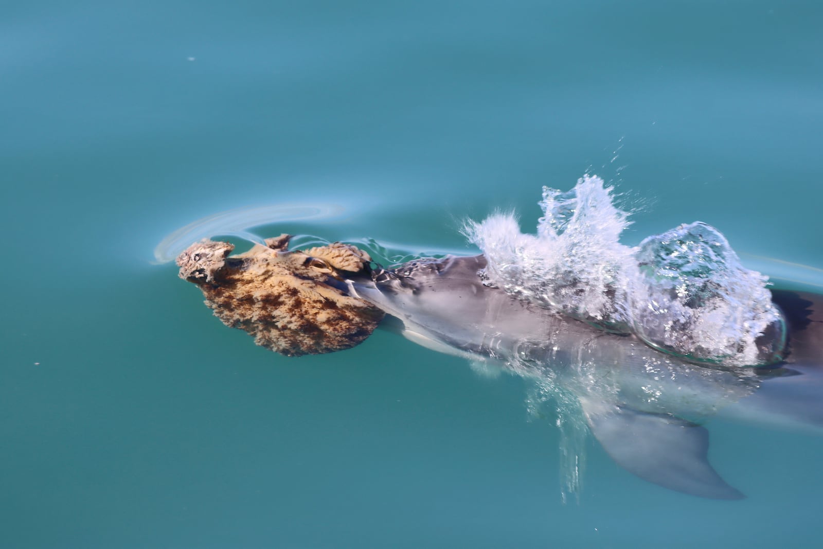 In this photo provided by the Shark Bay Dolphin Research Project, a bottlenose dolphin wearing a marine sponge on its nose to forage swims in Shark Bay, Australia, 2024. (Meredith MacQueeney/Shark Bay Dolphin Research Project via AP)