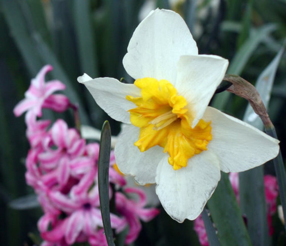 Spring Bulb Festival