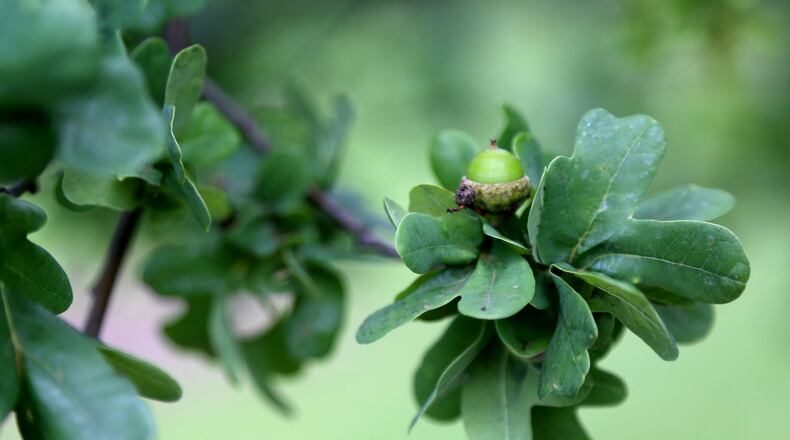 A crested truffle oak tree. LISA POWELL / STAFF
