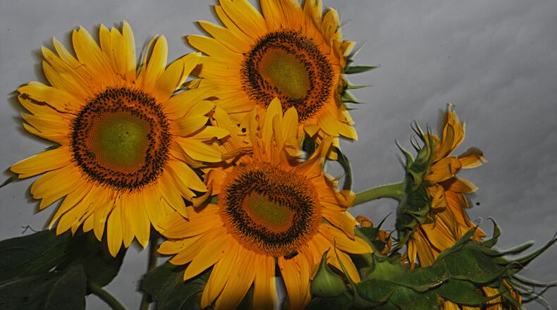Sunflowers on a cloudy day on William Street, Dayton Monday Sept. 26, 2016. (Marshall Gorby/Staff)