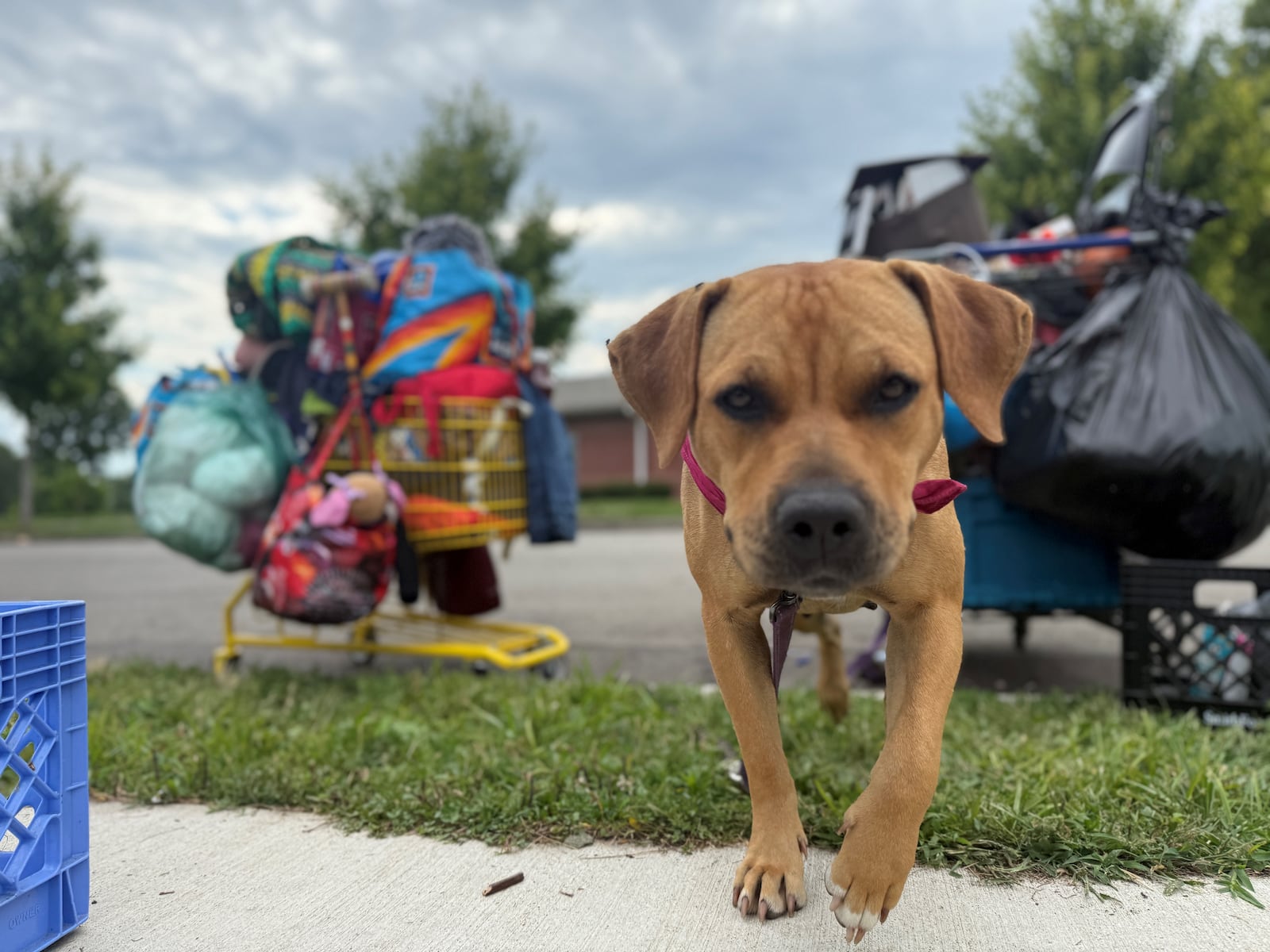 "Goldie" is a dog that belongs to Tina E., who is one of the people who lived in a homeless encampment at McIntosh park in northwest Dayton. The city of Dayton cleared the encampment on Aug. 6, 2025. CORNELIUS FROLIK / STAFF