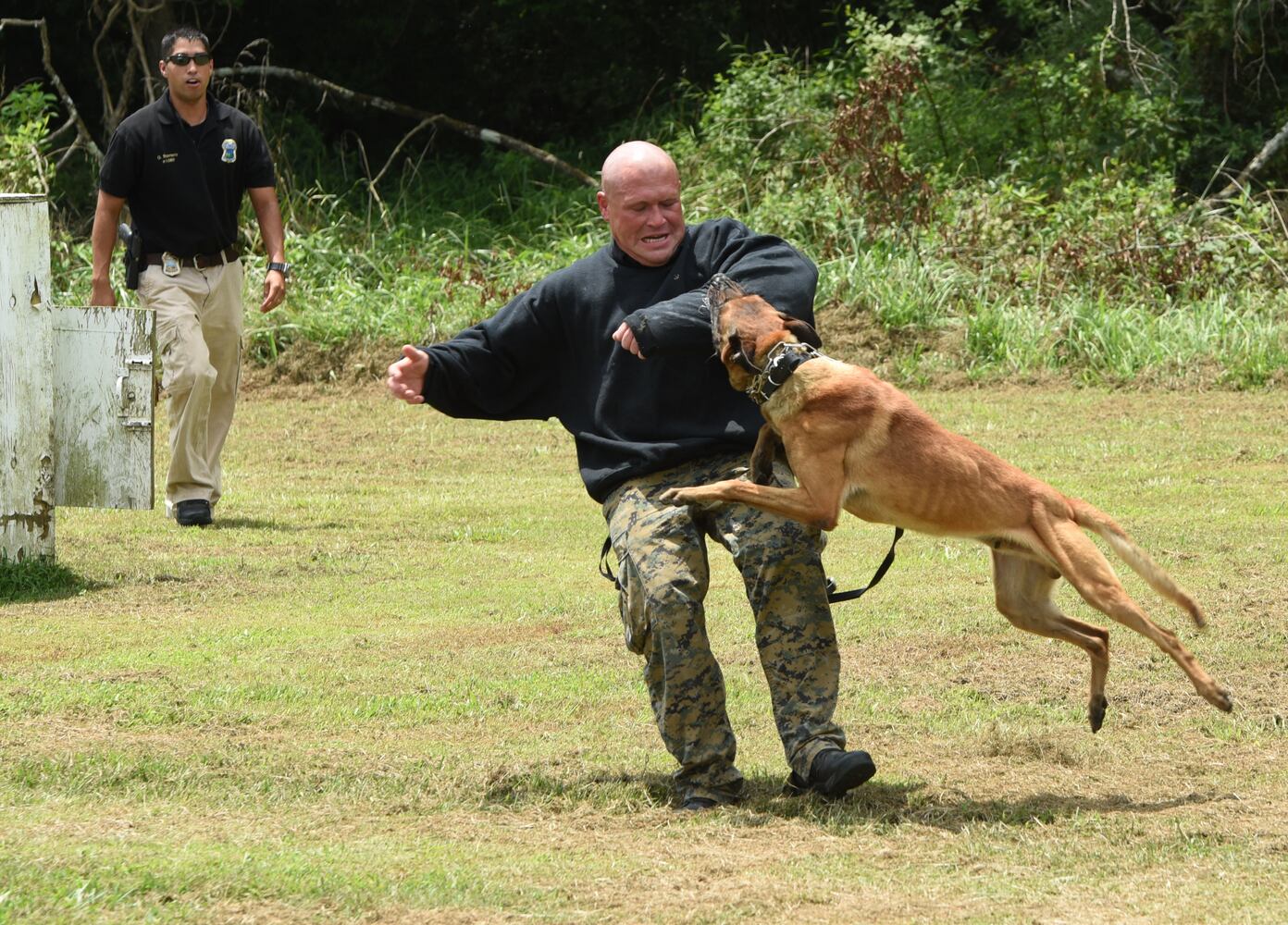 News hounds (7/30/15)