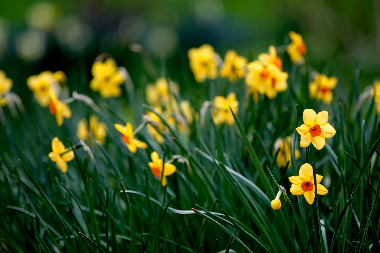 PHOTOS: Wegerzyn Gardens blooms in a brilliant display