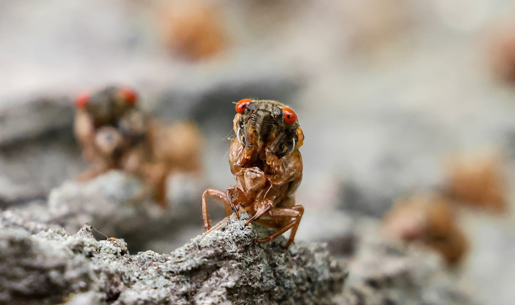 Caesar Creek State Park Cicadas 052825 DDN