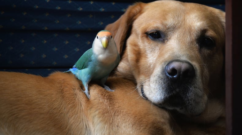 A Smart Pet Expo is scheduled for Aug. 3-4, 2024 at the Montgomery County Fairgrounds, located at 645 Infirmary Road. iSTOCK/COX