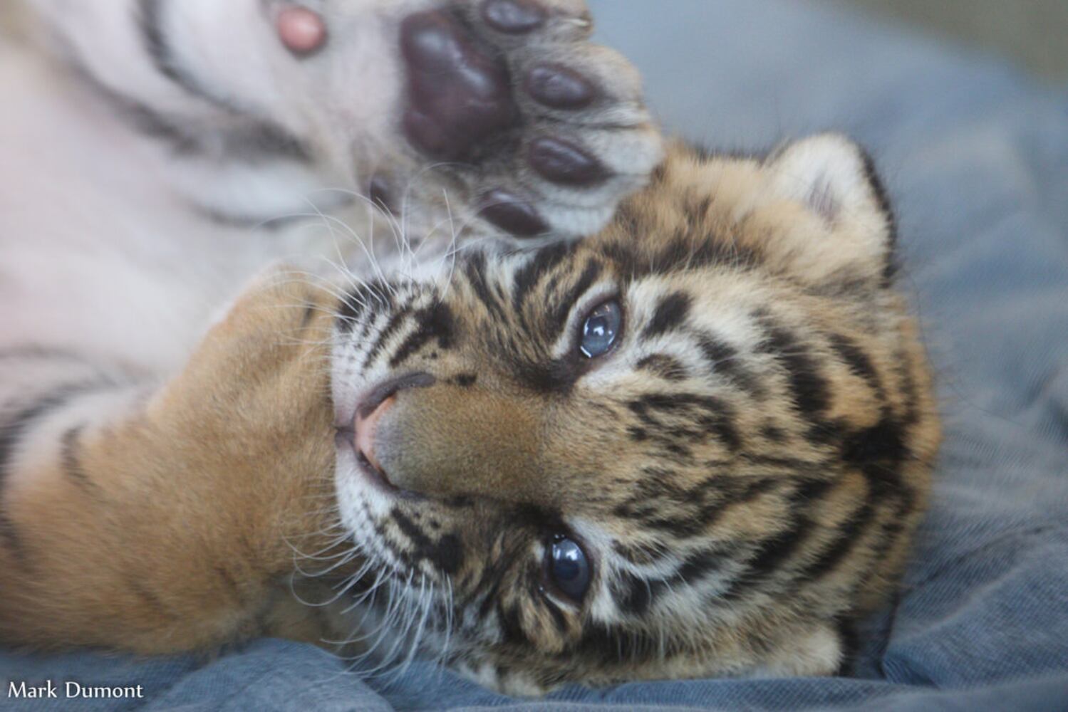 PHOTOS: Fall in love with Cincinnati Zoo babies
