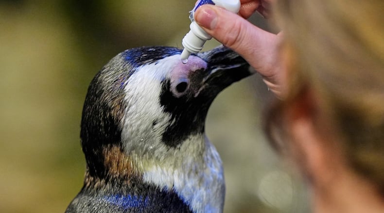 Lambert, a 33-year-old one-eyed African penguin, receives eye drop medication at the New England Aquarium in Boston, on Wednesday, Oct. 29, 2025. (AP Photo/Robert F. Bukaty)