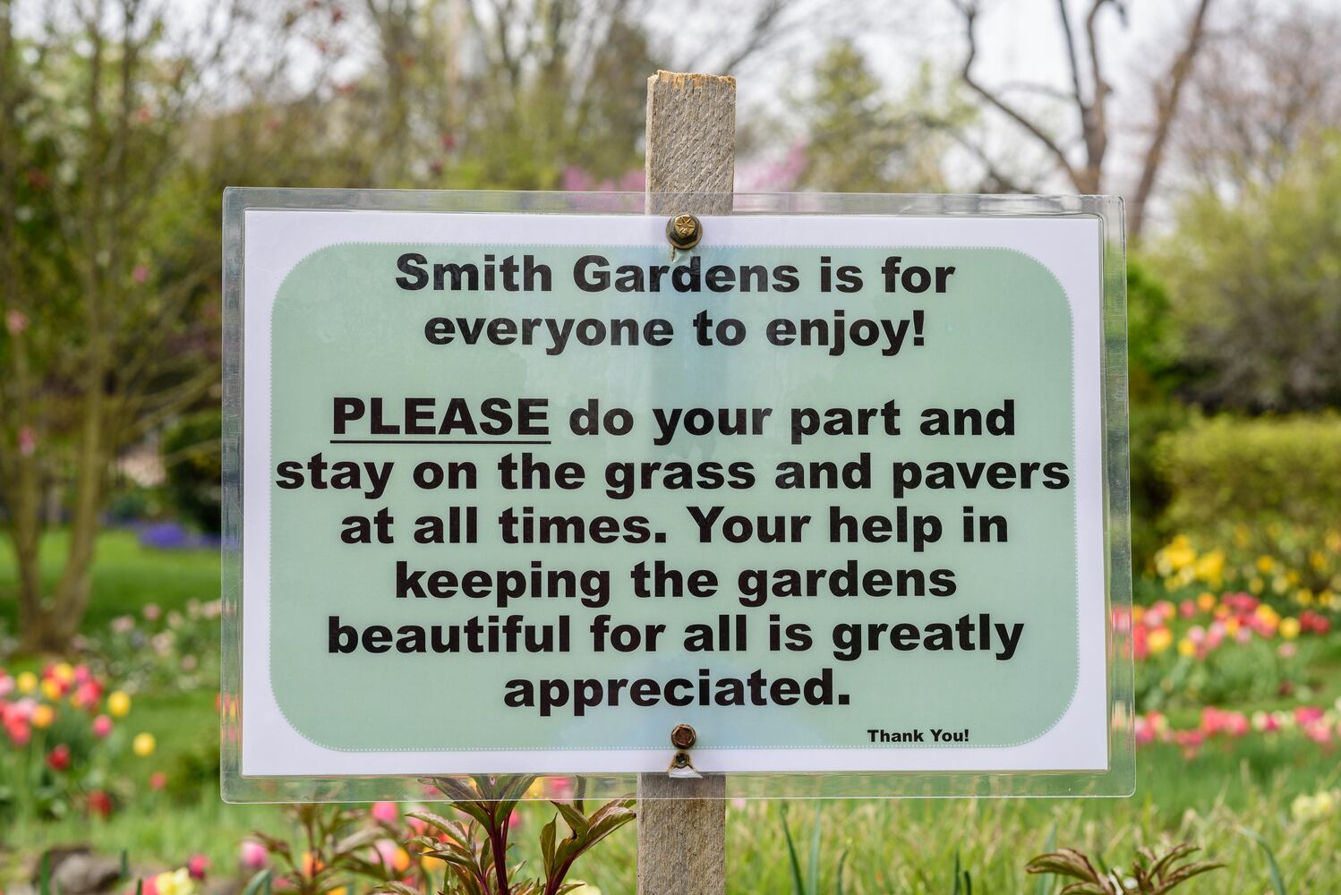 PHOTOS: Multi-colored tulips are in full bloom at Smith Memorial Gardens