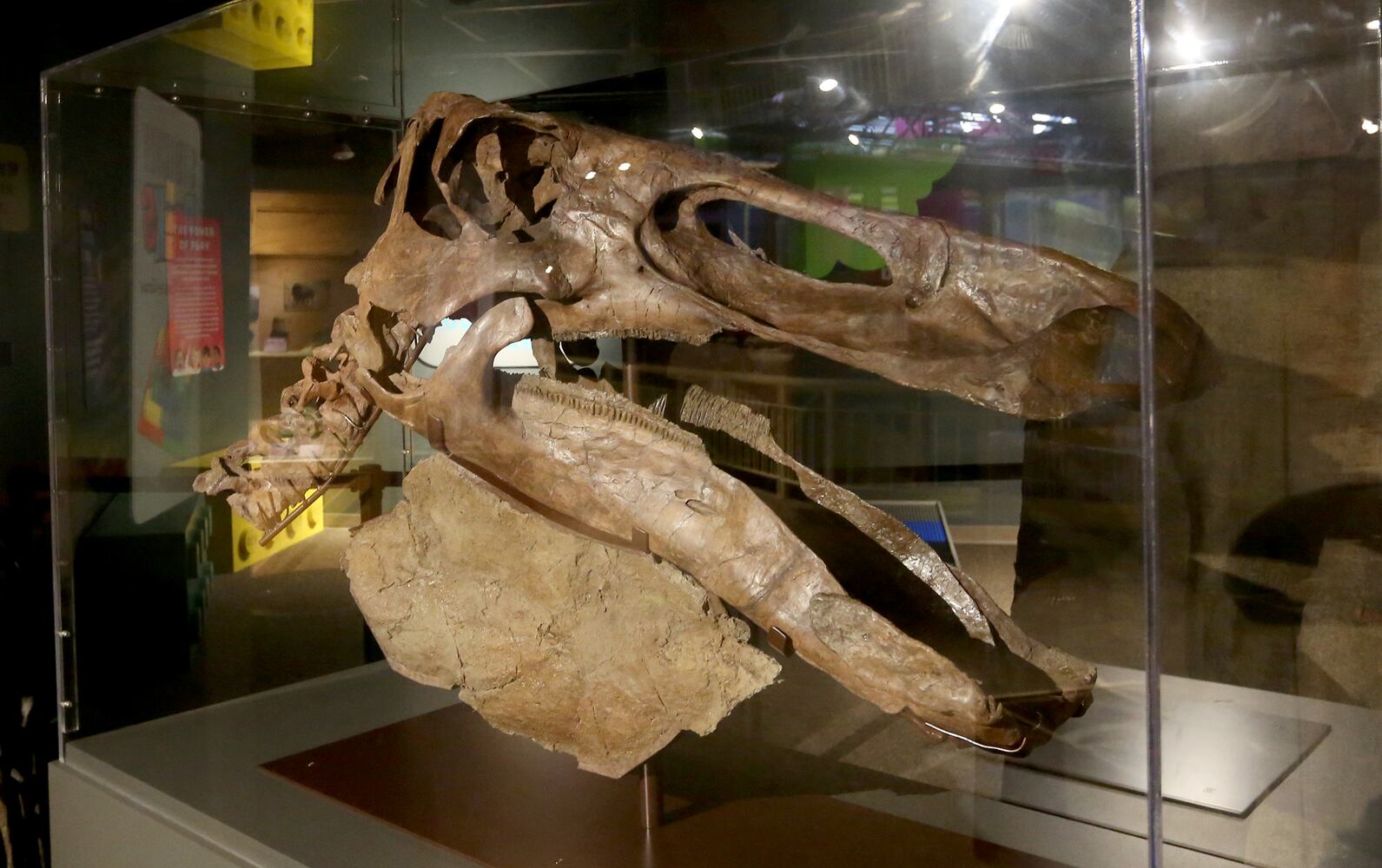 PHOTOS: Boonshoft Museum of Discovery reopens with old favorites and rarely seen artifacts from the collection