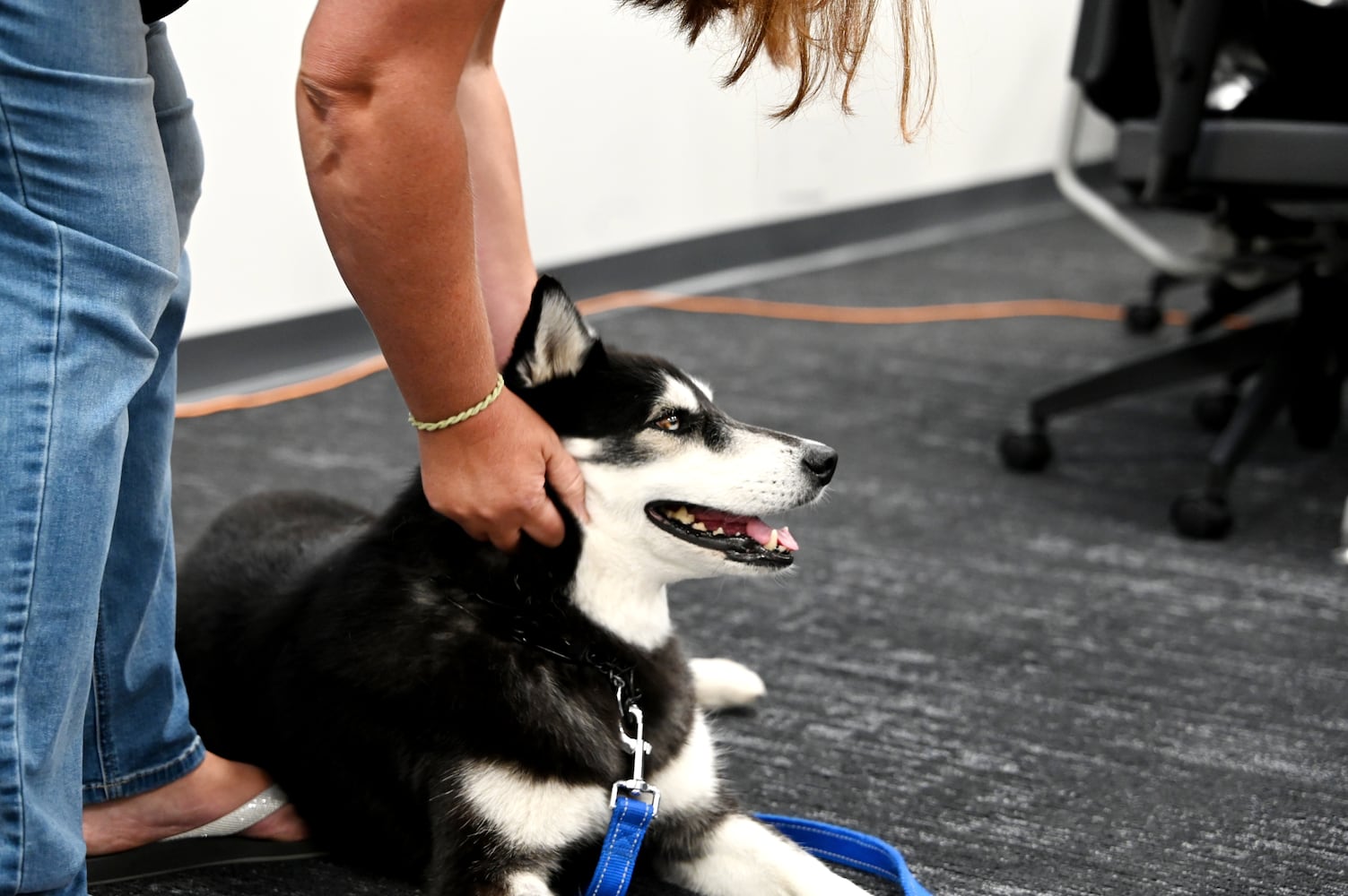 Hamilton City Schools therapy dog
