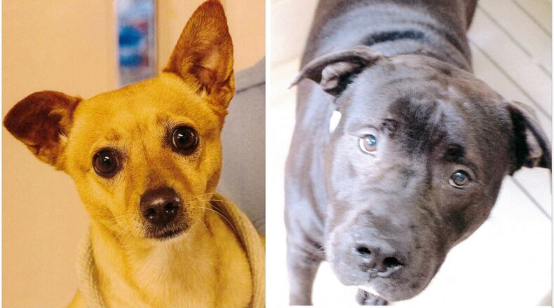 Contributed Photo/Montgomery County Animal Resource Center