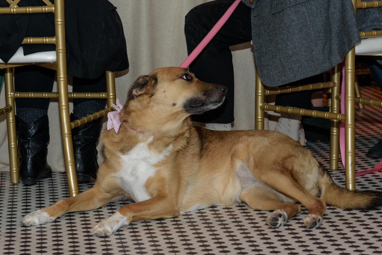 PHOTOS: Did we spot you at the Pet Afflaire Gala at the Dayton Arcade?