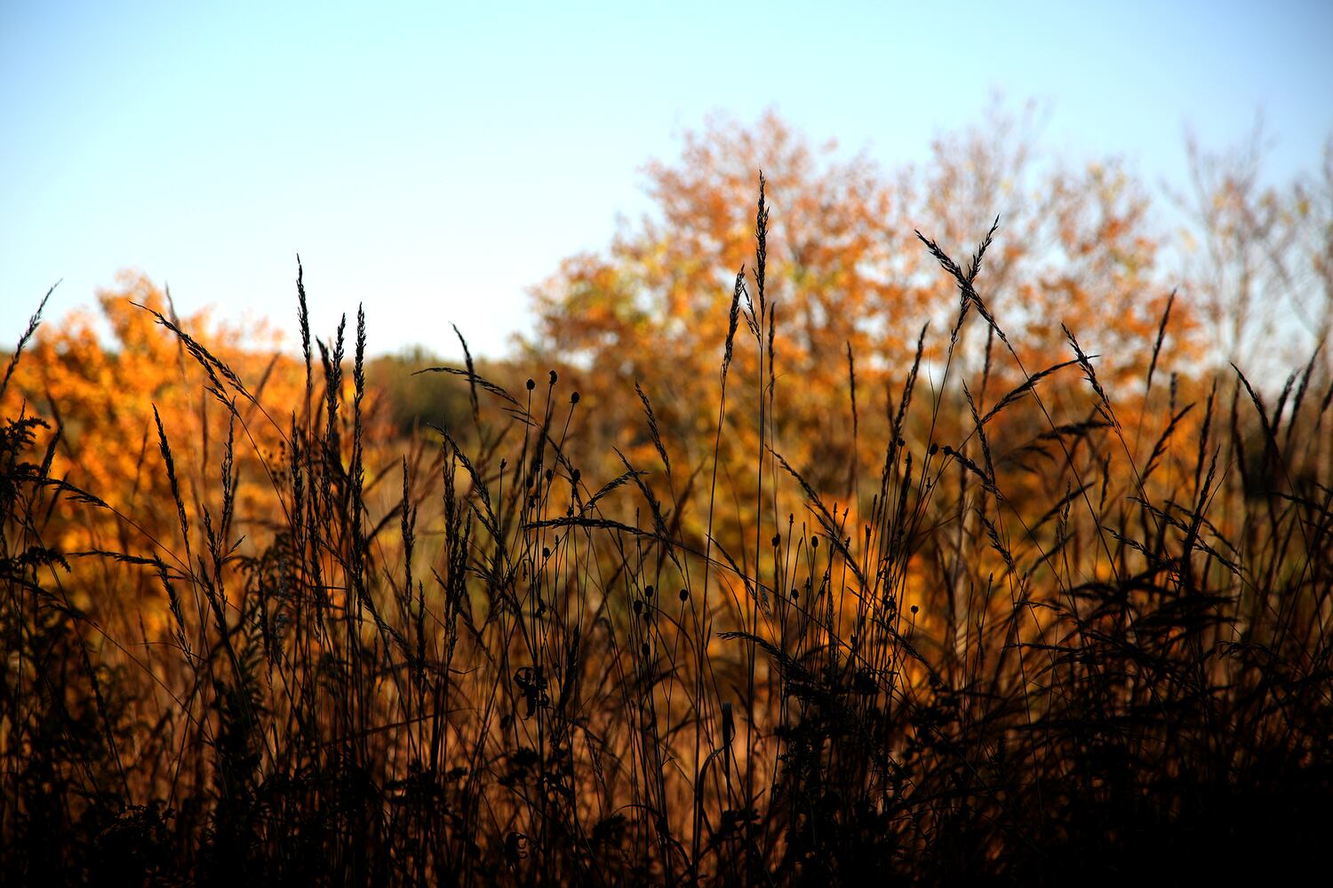 PHOTOS: New hiking trails at Germantown MetroPark explore a landscape of beauty