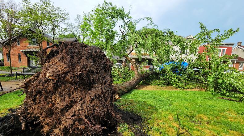 Trees down on Buckeye Street in Hamilton. NICK GRAHAM / STAFF