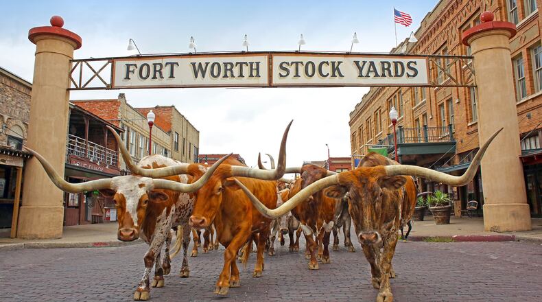 The twice daily “cattle drive” in the Stockyards District is one of the city’s most popular tourist attractions. (Visit Fort Worth)