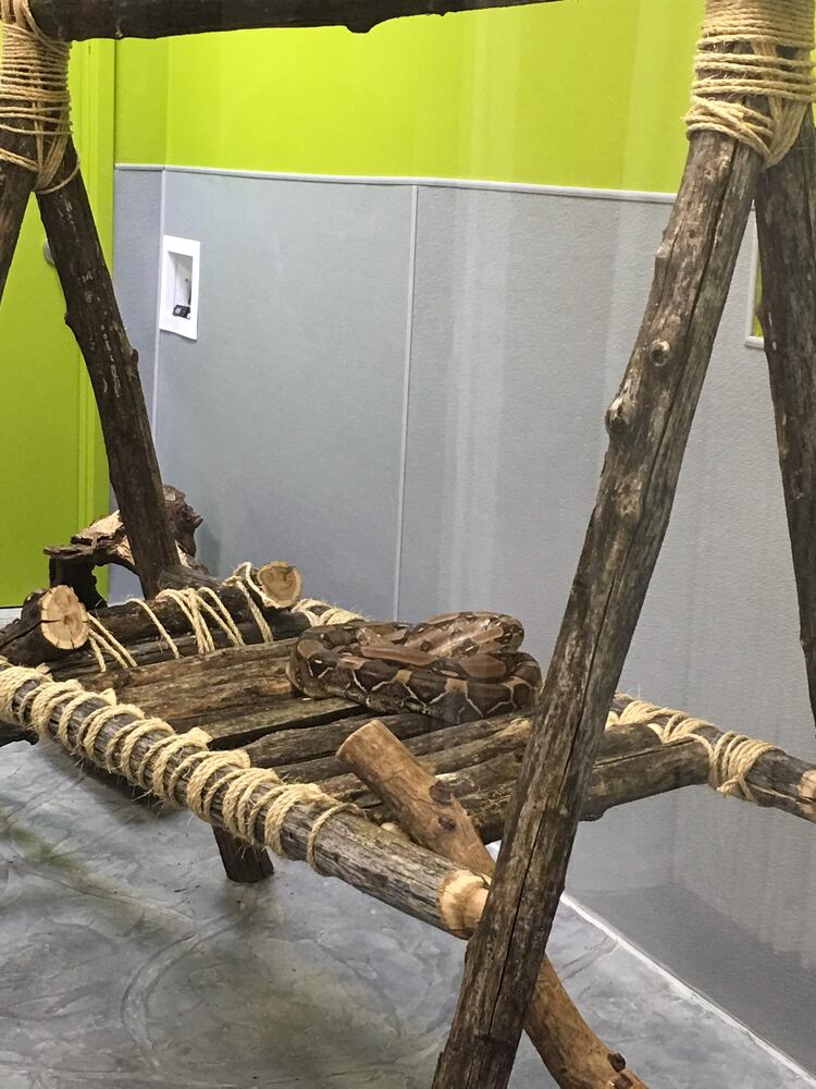 PHOTOS: Boonshoft Museum’s newest baby zoo animal is slithering into people’s hearts