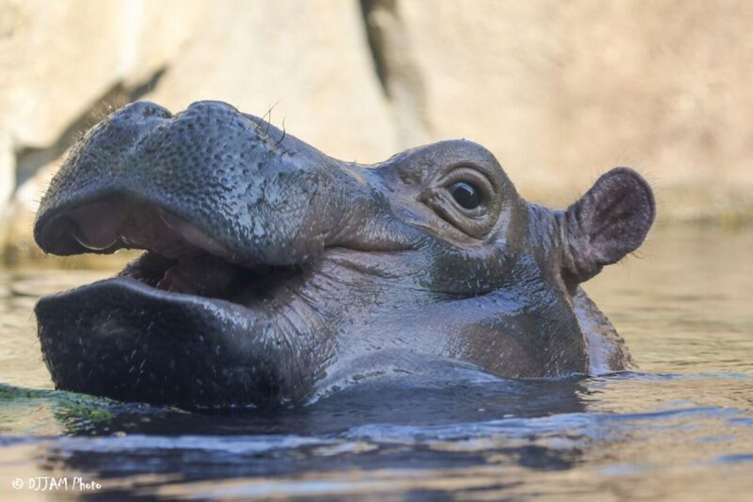 PHOTOS: This first look at Cincinnati Zoo's Zoo babies will be the best part of your day