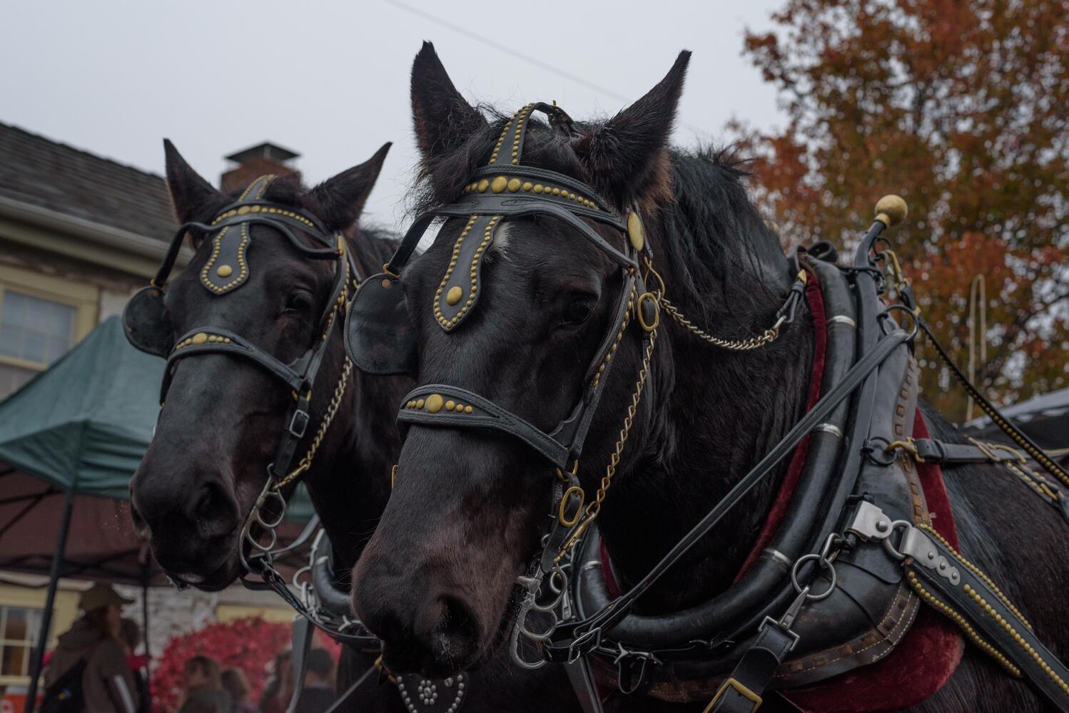 PHOTOS: Did we spot you at Centerville’s Hometown Holiday Walk?