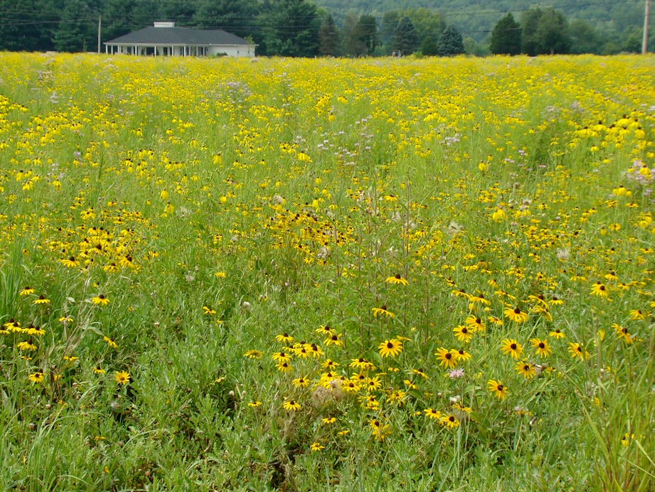 Rare prairie super bloom