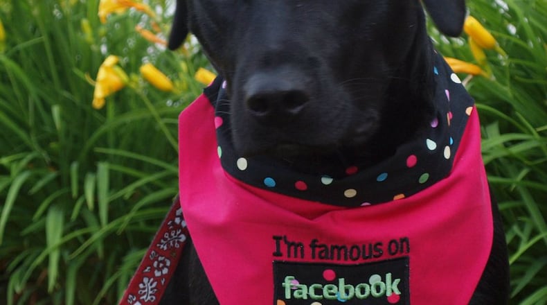 Teddy the Lab has a Facebook page. He’s not a model in real life, but you wouldn’t know it from his photos online. CONTRIBUTED