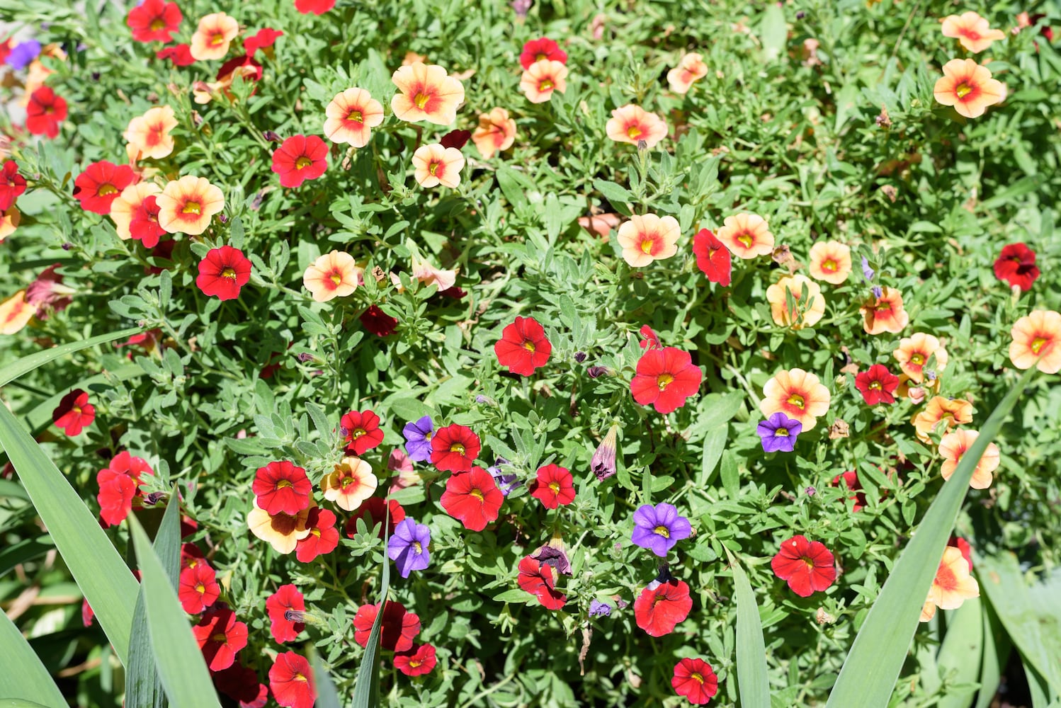 PHOTOS: 2025 Oregon Historic District Garden Tour